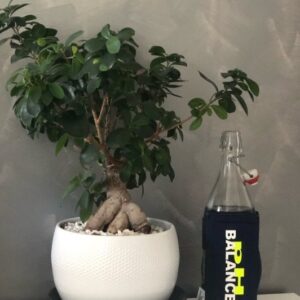 PH BALANCER